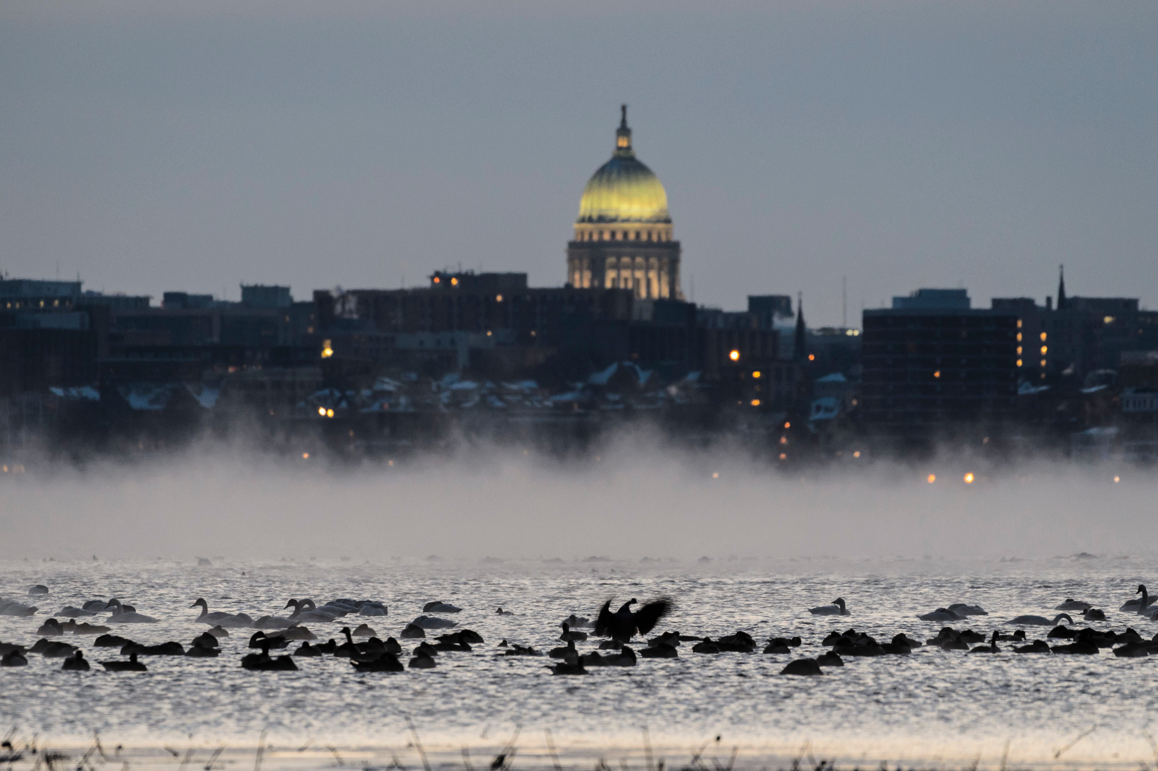 As the air temperature drops into the single digits, a mix of ducks, geese and an occasional swan swim in the steamy, yet-to-freeze water of Lake Mendota