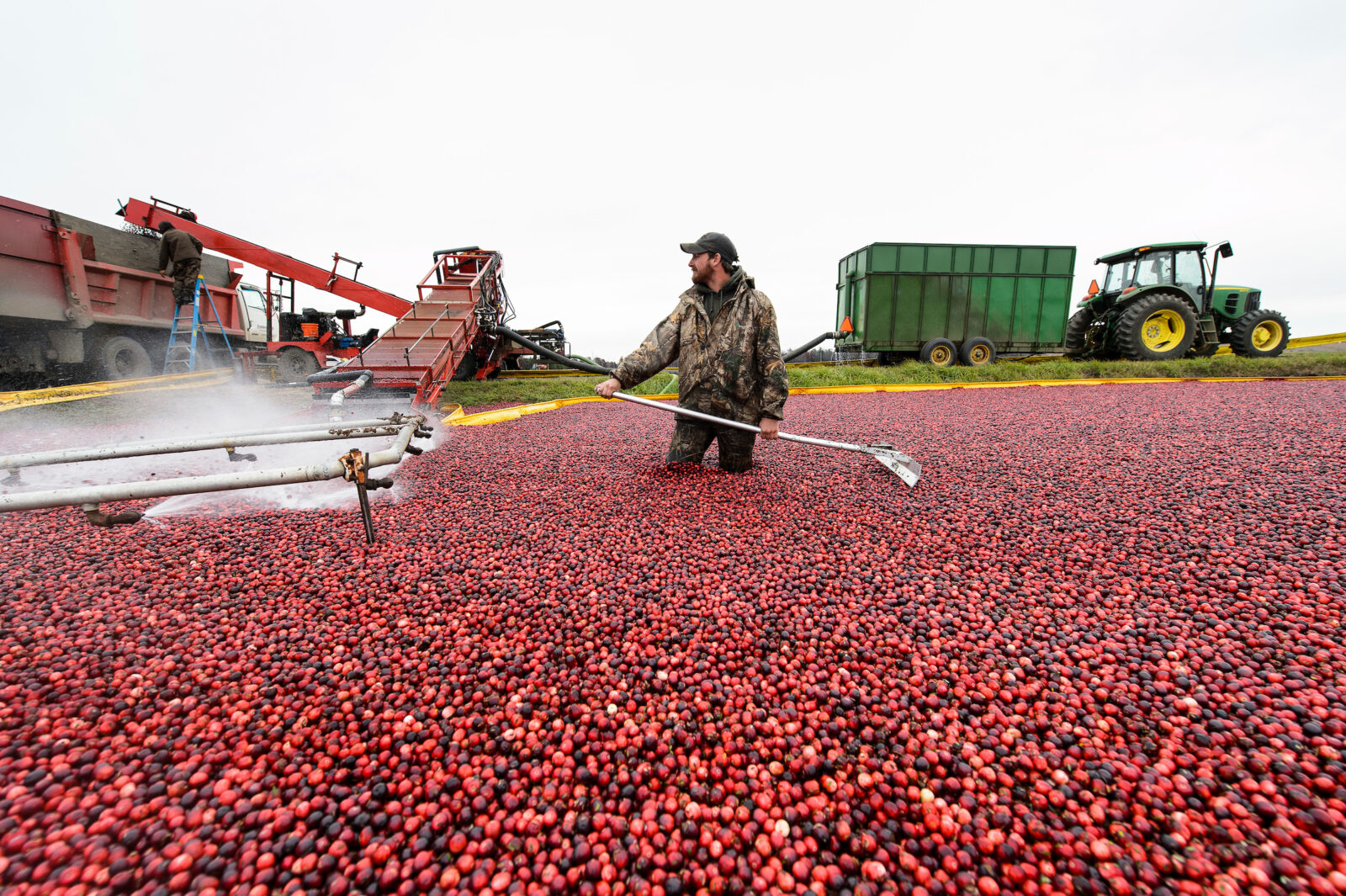 A man standing in the middle of a cranberry field